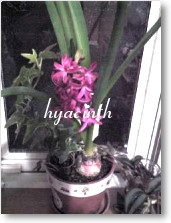 hyacinth