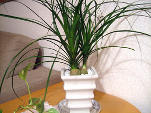 bottle orchid
