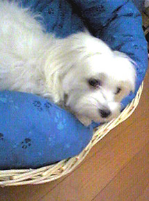 basket