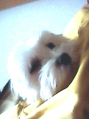 cotton