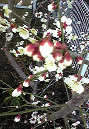 peach blossom