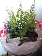 white day