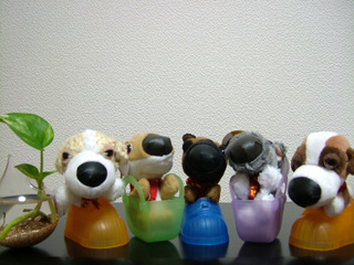 the dog